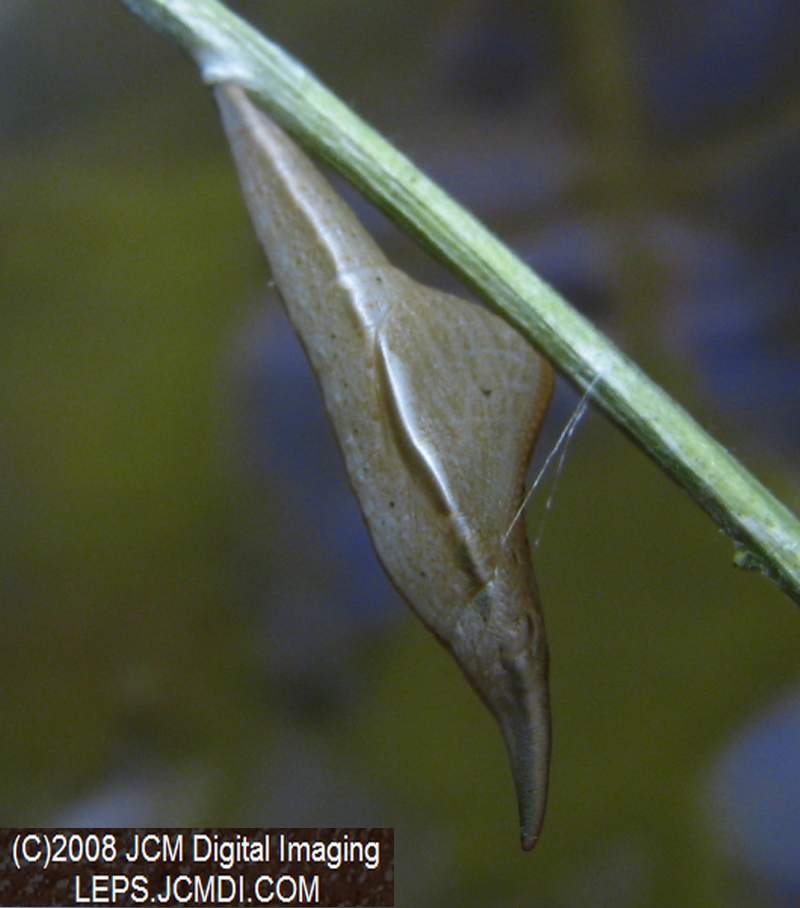 Sara Orange-Tip butterfly pupa